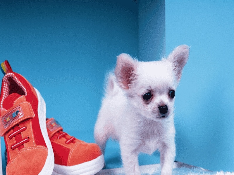 第十二次产检（37周）