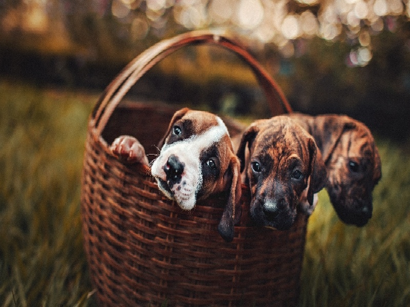 试管夜针操作(大林试管双胎)